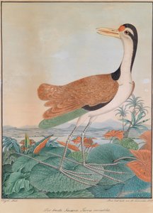रंगीन जकाना। पारा चर। (रंगीन स्पर पंख), पृष्ठभूमि के पहाड़ों और समुद्र के किनारे पर, लिली के पत्तों पर चलना